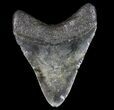 Megalodon Tooth - North Carolina #77534-2